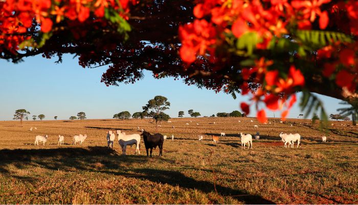  Adapar inicia nesta sexta-feira a Campanha de Atualização de Rebanhos 2026 